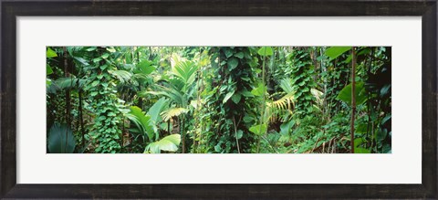 Framed Vegetation Seychelles Print