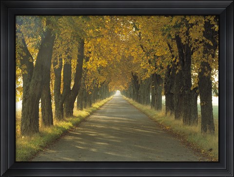 Framed Road w/Autumn Trees Sweden Print