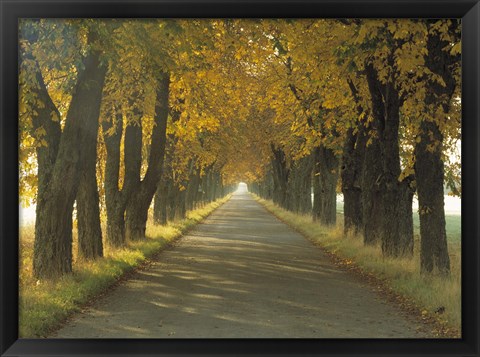 Framed Road w/Autumn Trees Sweden Print