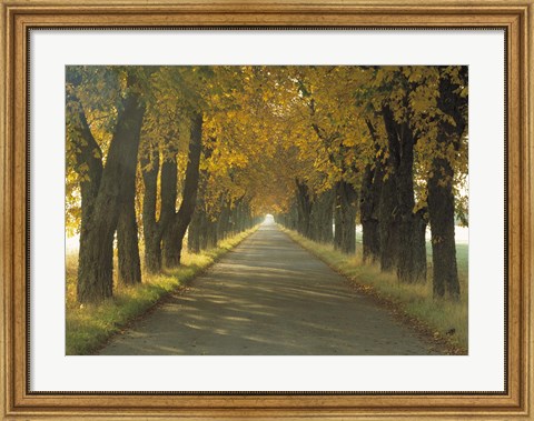 Framed Road w/Autumn Trees Sweden Print