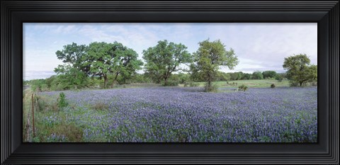 Framed Field of Bluebonnet flowers, Texas, USA Print