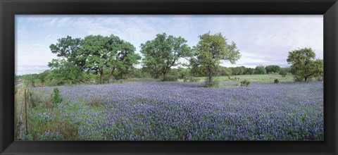 Framed Field of Bluebonnet flowers, Texas, USA Print