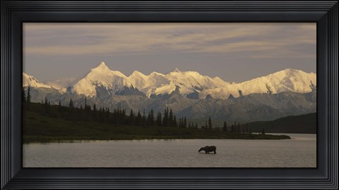 Framed Moose standing on a frozen lake, Wonder Lake, Denali National Park, Alaska, USA Print