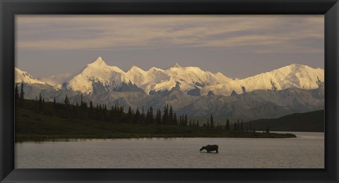 Framed Moose standing on a frozen lake, Wonder Lake, Denali National Park, Alaska, USA Print