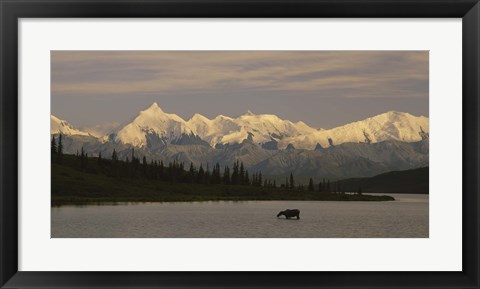 Framed Moose standing on a frozen lake, Wonder Lake, Denali National Park, Alaska, USA Print