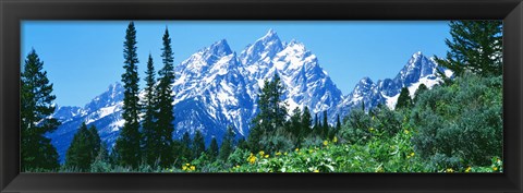 Framed Snow covered peaks, Grand Teton National Park WY Print