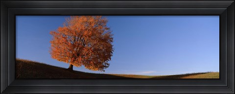 Framed View Of A Lone Tree On A Hill In Fall Print