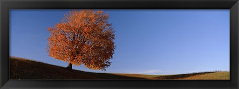 Framed View Of A Lone Tree On A Hill In Fall Print