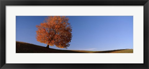 Framed View Of A Lone Tree On A Hill In Fall Print