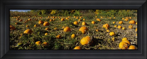 Framed Field of ripe pumpkins, Kent County, Michigan, USA Print
