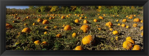 Framed Field of ripe pumpkins, Kent County, Michigan, USA Print