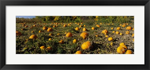 Framed Field of ripe pumpkins, Kent County, Michigan, USA Print