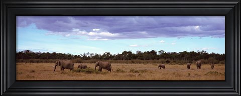 Framed Africa, Kenya, Masai Mara National Reserve, Elephants in national park Print