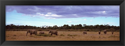 Framed Africa, Kenya, Masai Mara National Reserve, Elephants in national park Print