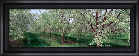 Framed View of spring blossoms on cherry trees Print