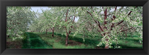 Framed View of spring blossoms on cherry trees Print