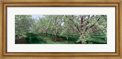 Framed View of spring blossoms on cherry trees Print