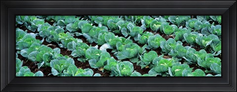 Framed Cabbage, Yamhill Co, Oregon, USA Print