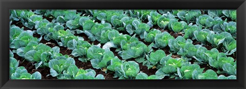 Framed Cabbage, Yamhill Co, Oregon, USA Print