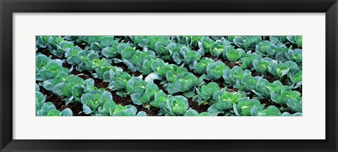 Framed Cabbage, Yamhill Co, Oregon, USA Print
