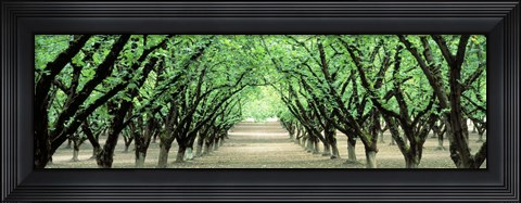 Framed Hazel Nut Orchard, Dayton, Oregon, USA Print