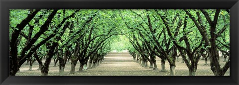 Framed Hazel Nut Orchard, Dayton, Oregon, USA Print