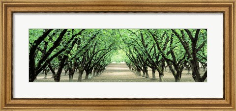 Framed Hazel Nut Orchard, Dayton, Oregon, USA Print