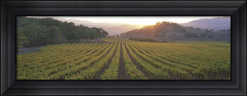 Framed Sunset, Vineyard, Napa Valley, California, USA Print