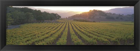 Framed Sunset, Vineyard, Napa Valley, California, USA Print