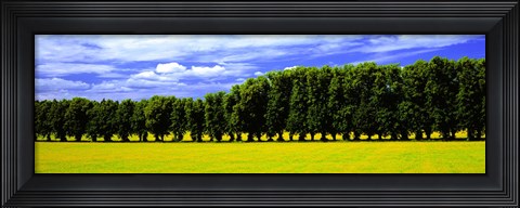 Framed Row Of Trees, Uppland, Sweden Print
