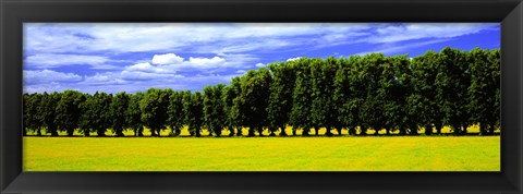 Framed Row Of Trees, Uppland, Sweden Print