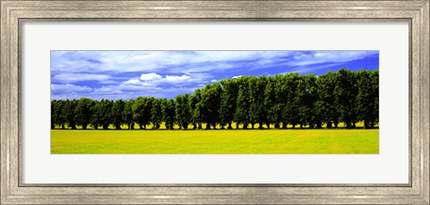 Framed Row Of Trees, Uppland, Sweden Print
