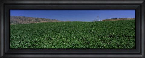 Framed USA, Idaho, Burley, Potato field surrounded by mountains Print