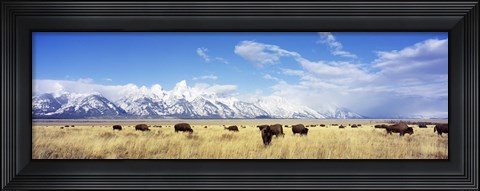 Framed Bison Herd, Grand Teton National Park, Wyoming, USA Print