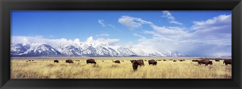 Framed Bison Herd, Grand Teton National Park, Wyoming, USA Print