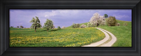 Framed Meadow Of Dandelions, Zug, Switzerland Print