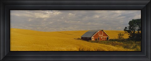 Framed Barn in a wheat field, Palouse, Washington State, USA Print