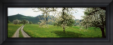 Framed Dirt Road Through Meadow Of Dandelions, Zug, Switzerland Print