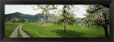 Framed Dirt Road Through Meadow Of Dandelions, Zug, Switzerland Print