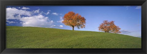 Framed Cherry Trees On A Hill, Cantone Zug, Switzerland Print