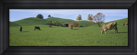Framed Cows grazing on a field, Canton Of Zug, Switzerland Print