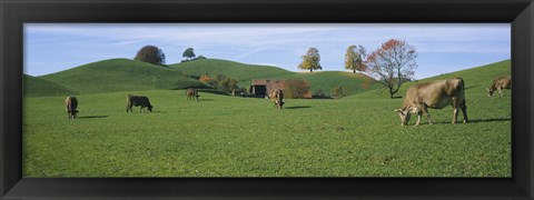 Framed Cows grazing on a field, Canton Of Zug, Switzerland Print