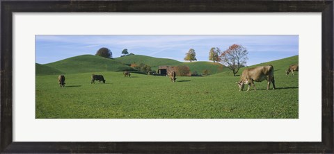 Framed Cows grazing on a field, Canton Of Zug, Switzerland Print