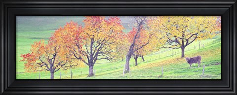 Framed Cow Cantone Zug Switzerland Print