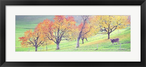Framed Cow Cantone Zug Switzerland Print