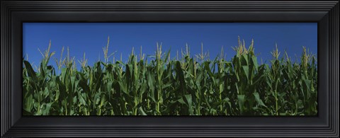 Framed Corn crop in a field, New York State, USA Print