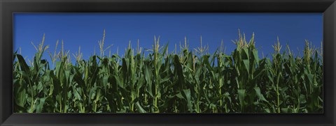 Framed Corn crop in a field, New York State, USA Print