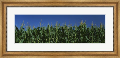 Framed Corn crop in a field, New York State, USA Print