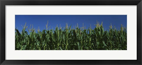 Framed Corn crop in a field, New York State, USA Print