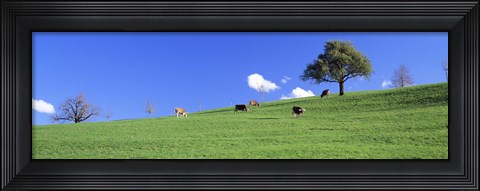 Framed Cows, Canton Zug, Switzerland Print